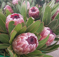 Pink Ice Protea (Protea) 200mm - Ladybird Nursery