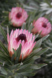 Protea 'Pixie'