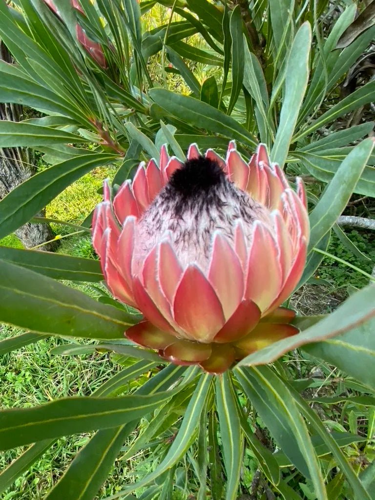Protea 'Possum Magic' - Ladybird Nursery