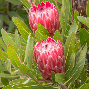 Protea 'Special Pink Ice'