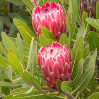 Protea 'Special Pink Ice' - Ladybird Nursery