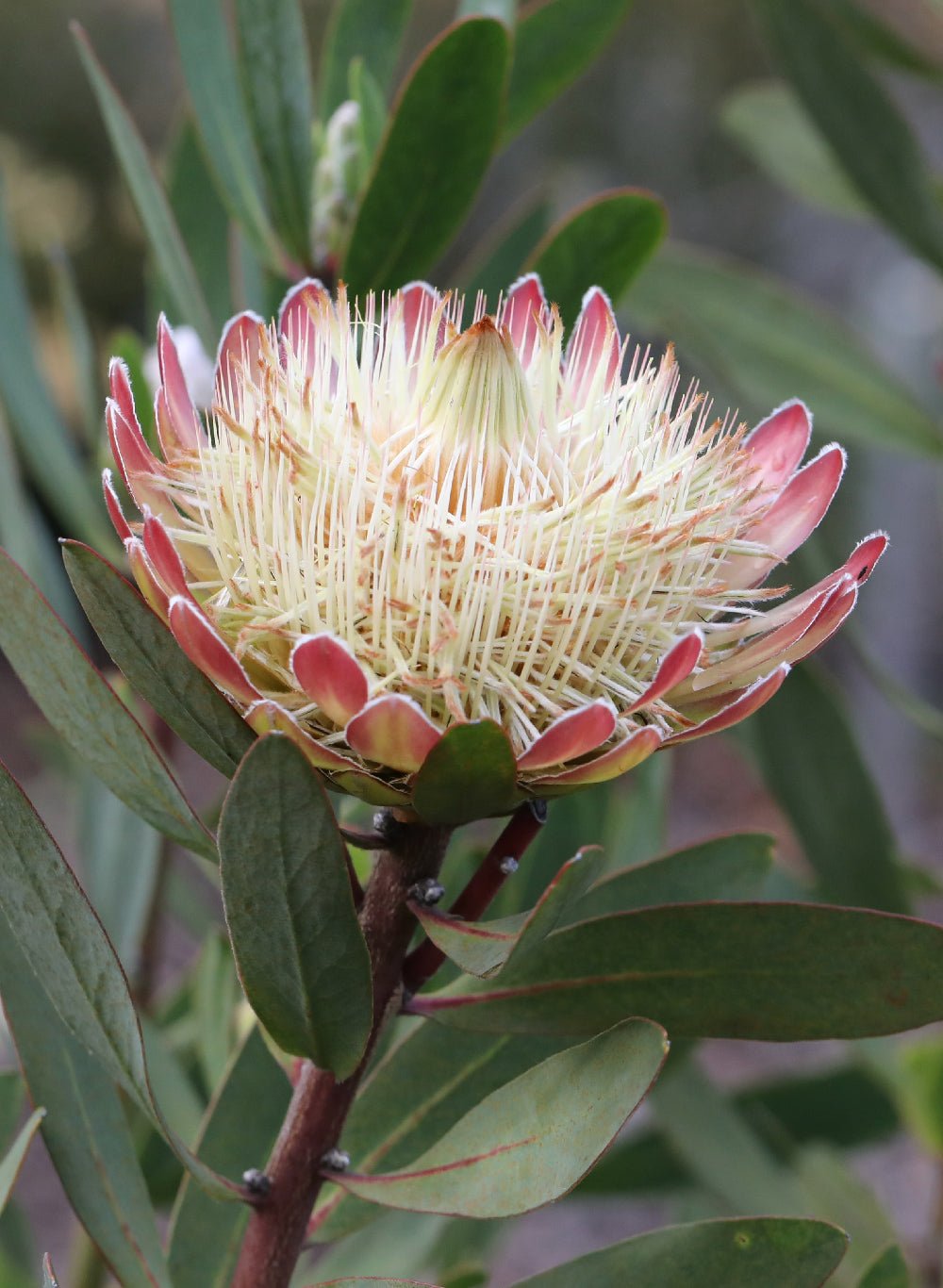 Protea 'White Ruby' - Ladybird Nursery