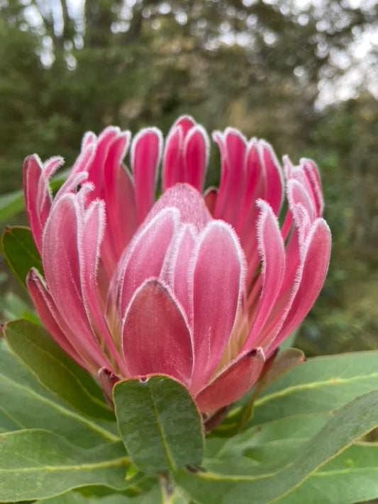 Protea 'Christine'