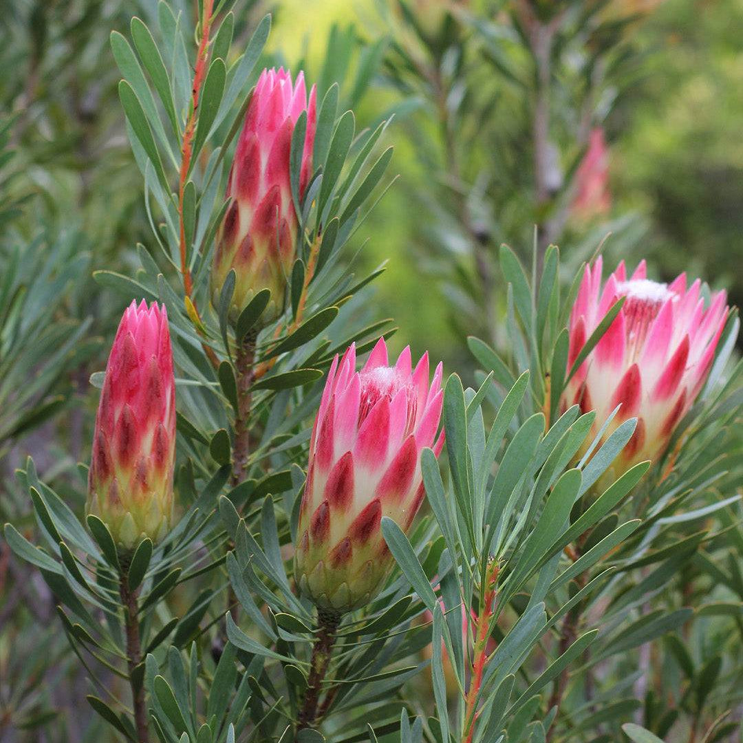 Protea 'Australis Blush' - Large