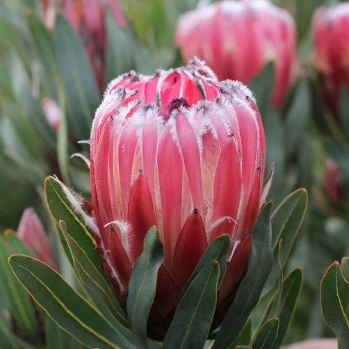Protea 'Australis Ruby' - Large - Ladybird Nursery