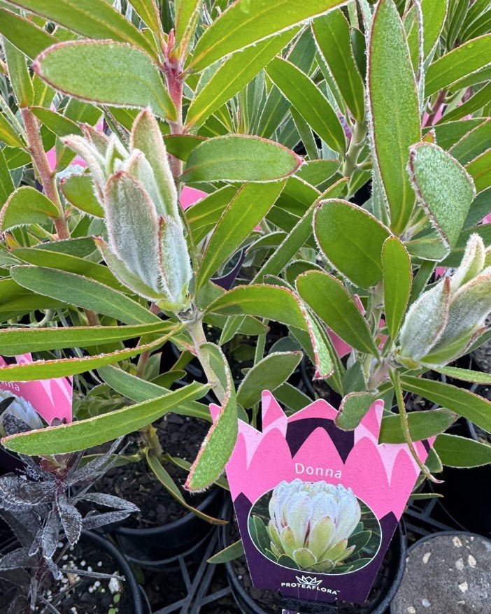 Protea 'Donna' - Ladybird Nursery