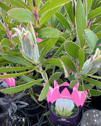 Protea 'Donna' - Ladybird Nursery