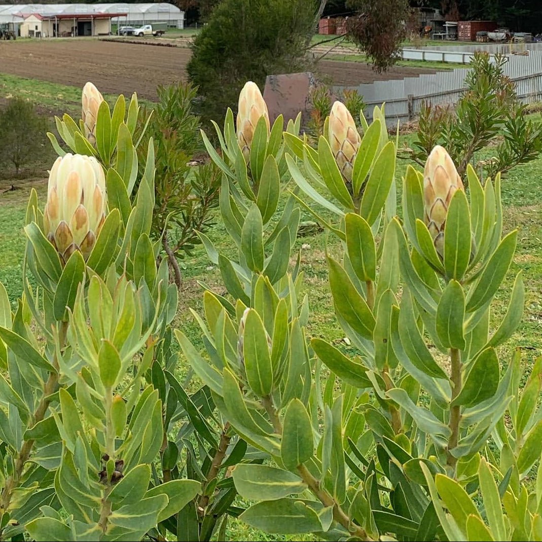 Protea 'Donna' - Ladybird Nursery