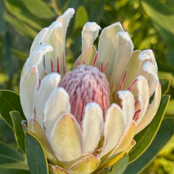 Protea 'Donna' - Ladybird Nursery