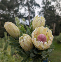 Protea 'Donna' - Ladybird Nursery