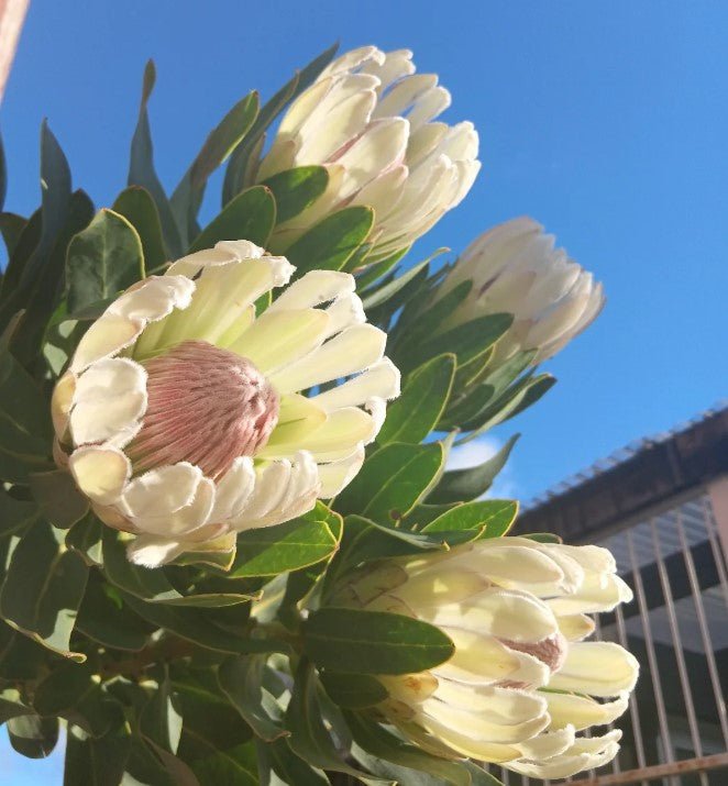 Protea 'Donna' - Ladybird Nursery