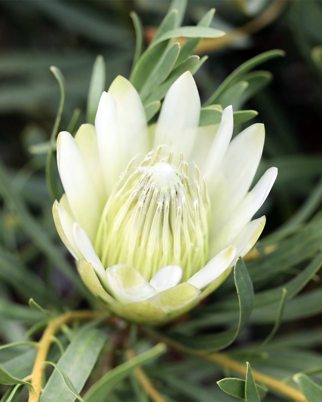 Protea 'Honeyglow' - Ladybird Nursery