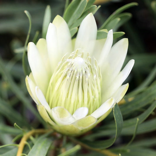Protea 'Honeyglow' - Ladybird Nursery
