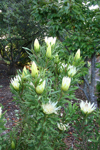 Protea 'Honeyglow' - Ladybird Nursery