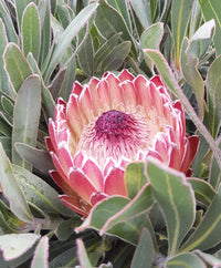 Protea 'Juliet' - Ladybird Nursery