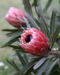 Protea 'Juliet' - Ladybird Nursery