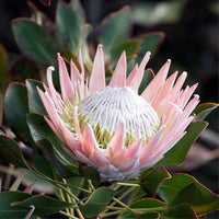 Protea 'King Winter' - Ladybird Nursery