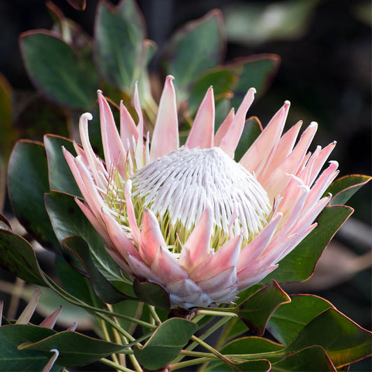 Protea 'King Winter' - Ladybird Nursery