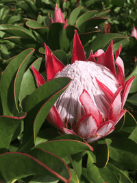 Protea Little Prince - Ladybird Nursery
