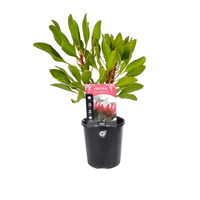 Protea Little Prince - Ladybird Nursery