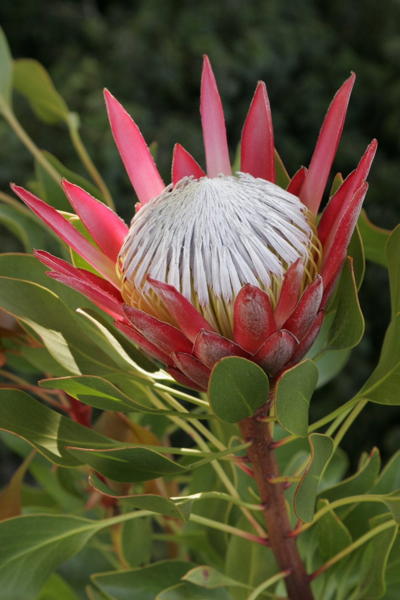 Protea 'Madiba' - Ladybird Nursery