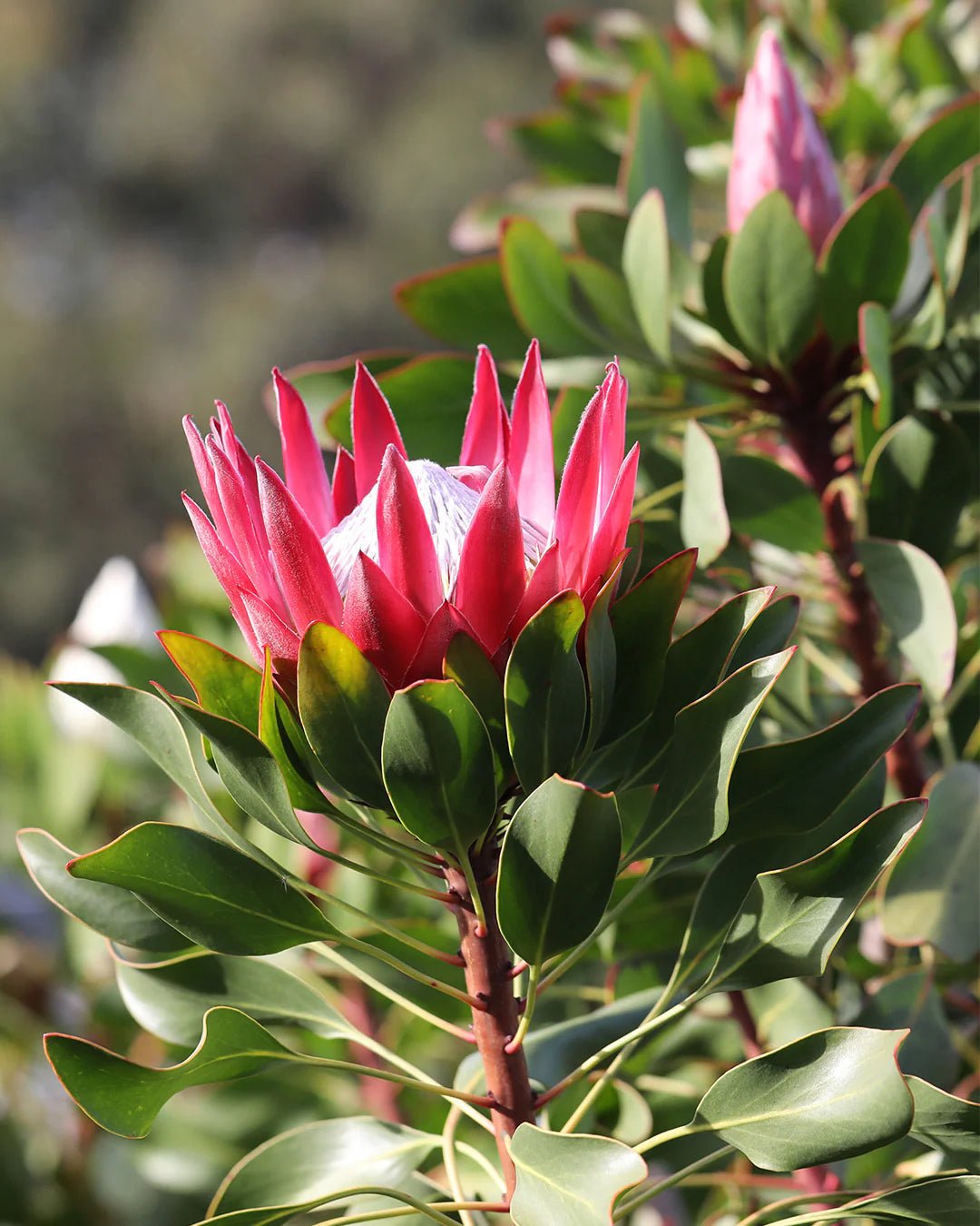 Protea 'Madiba' - Ladybird Nursery