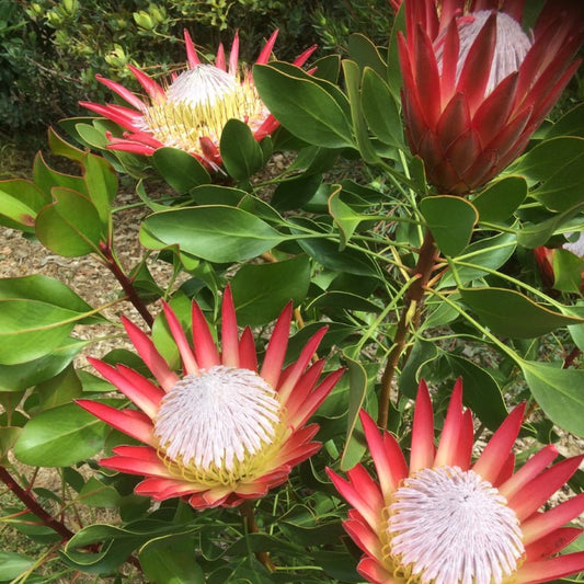 Protea 'Madiba' - Ladybird Nursery