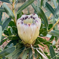 Protea 'Nerifolia Cream' - Large - Ladybird Nursery