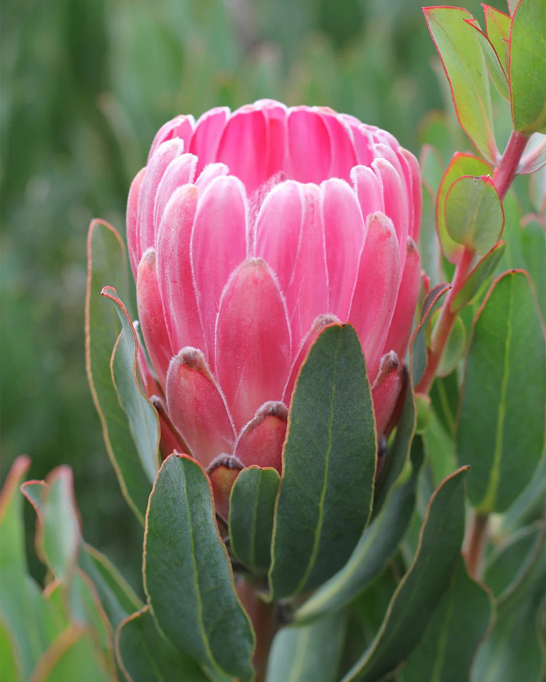 Protea 'Stately' - Ladybird Nursery