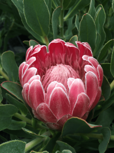 Protea 'Stately' - Ladybird Nursery