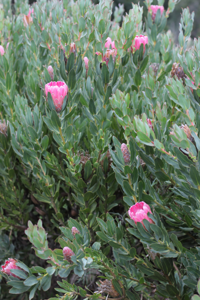 Protea 'Stately' - Ladybird Nursery