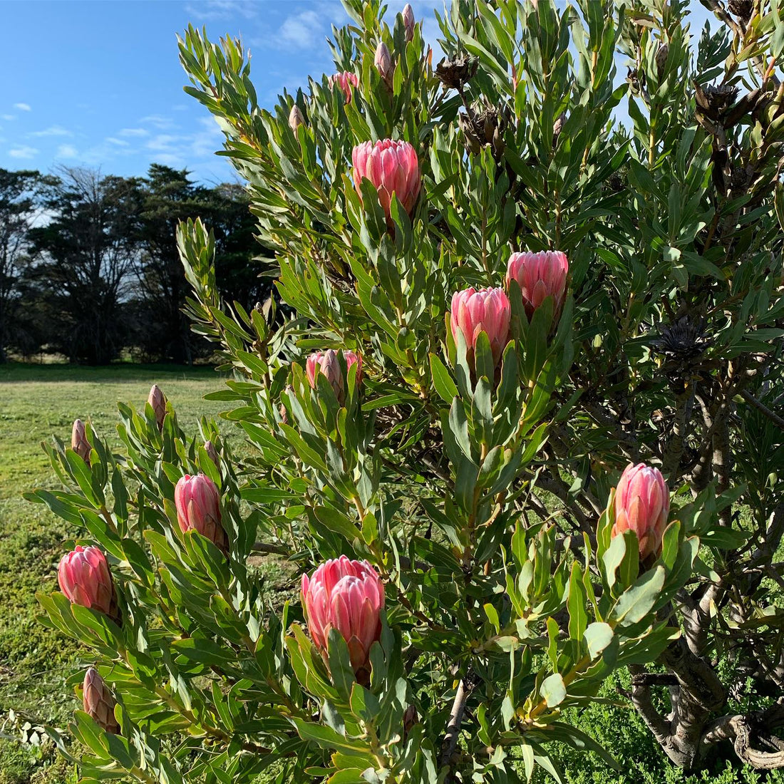 Protea 'Stately' - Ladybird Nursery