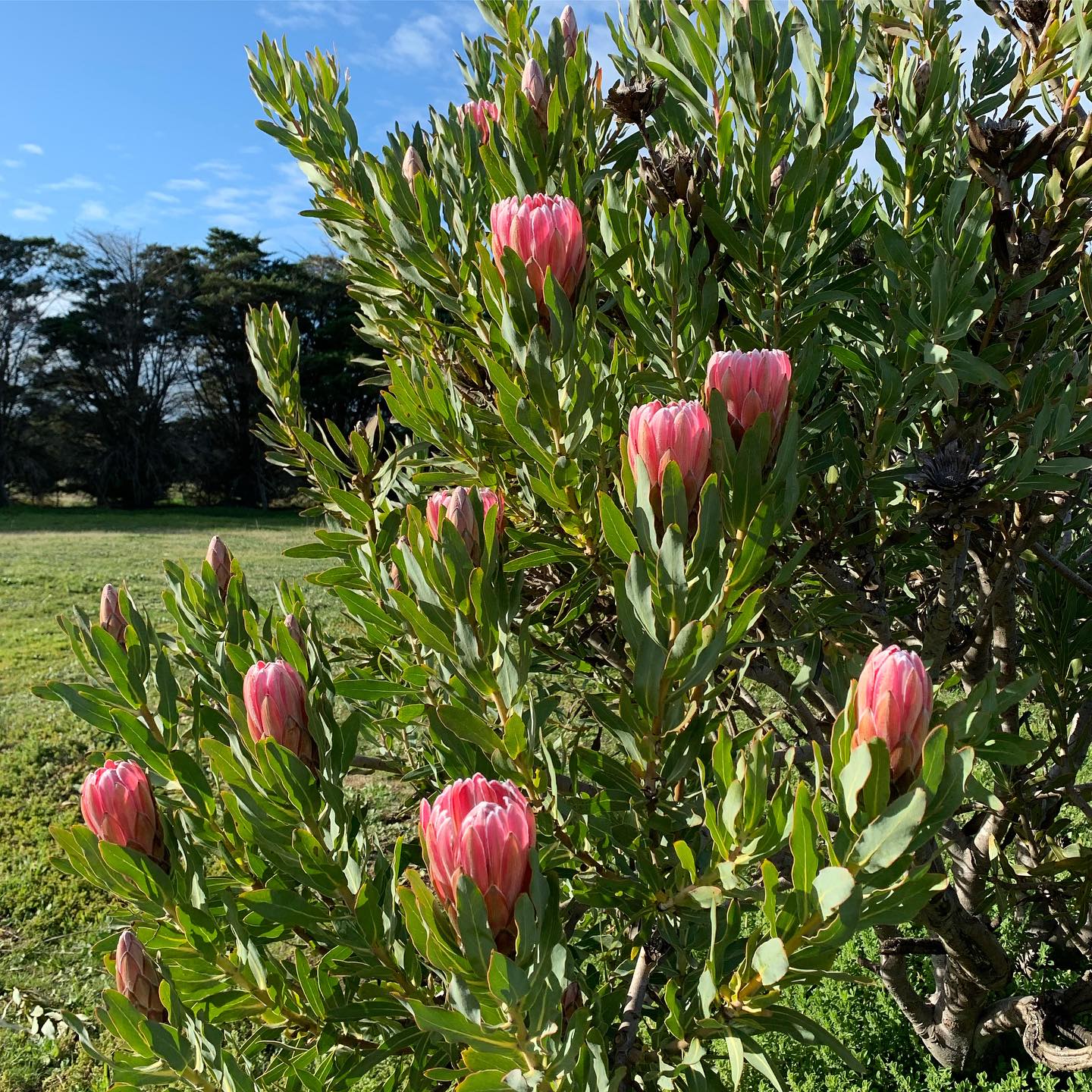 Protea 'Stately' - Ladybird Nursery