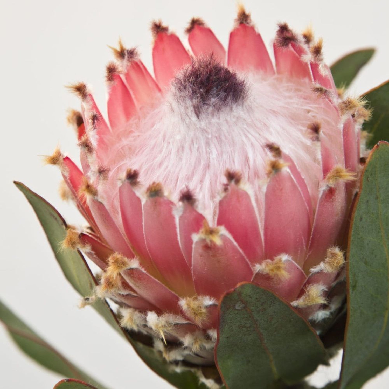 Protea 'Queen'