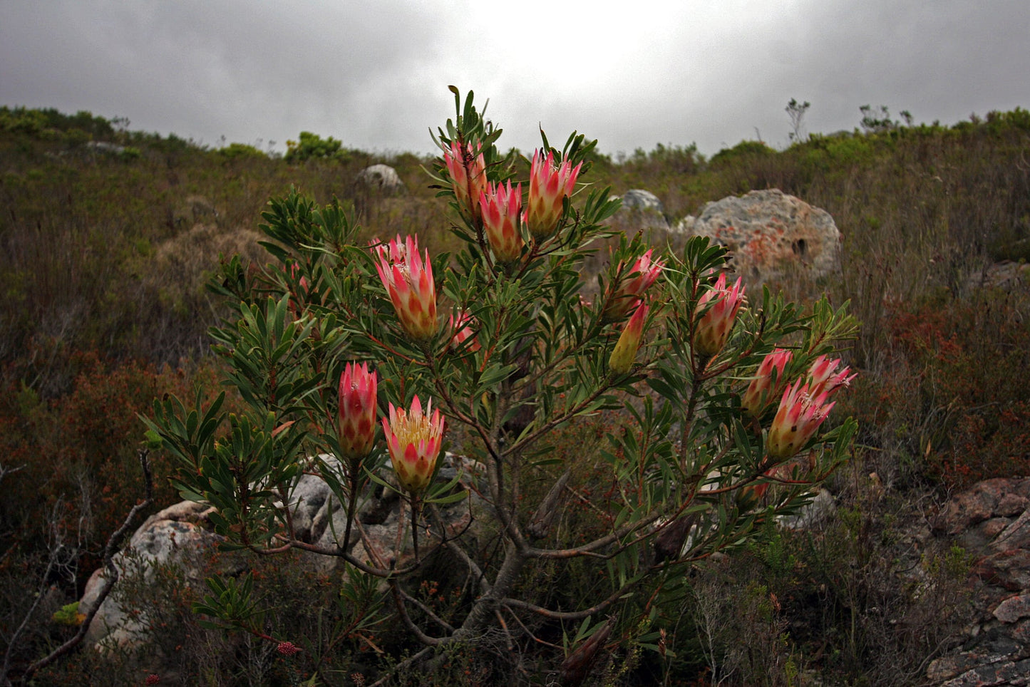 Protea Honey Repens