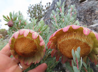 Protea sulphurea - Ladybird Nursery
