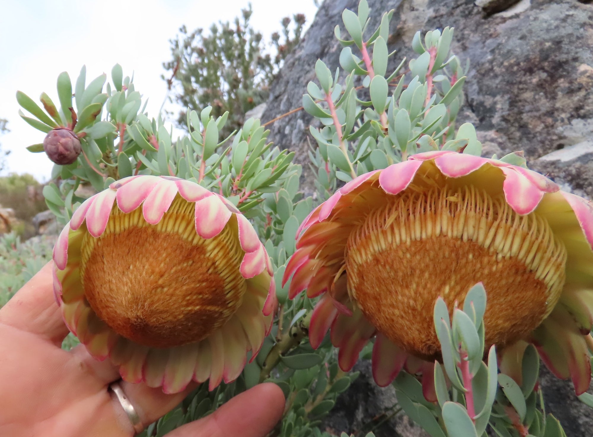 Protea sulphurea - Ladybird Nursery