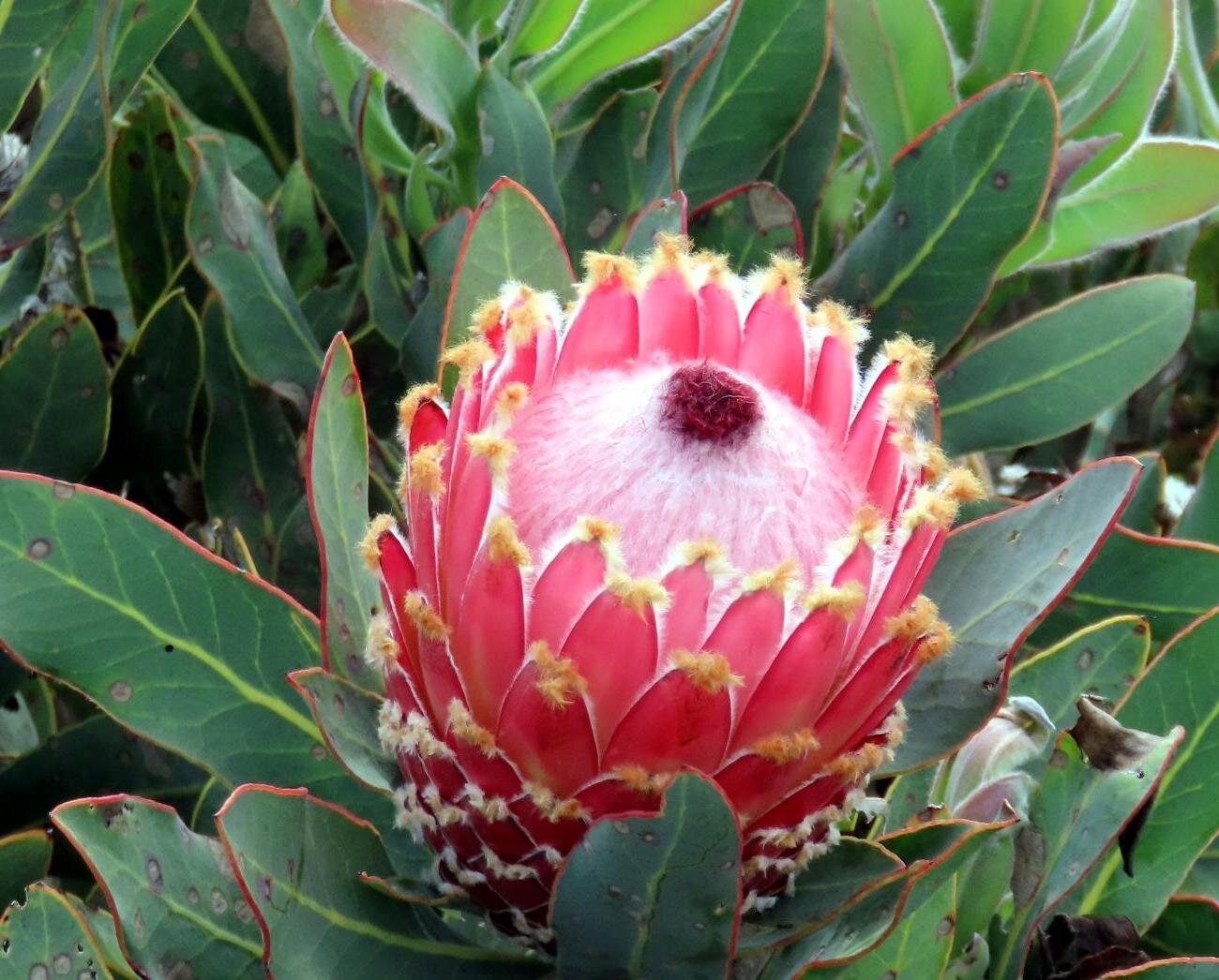Protea 'Queen'