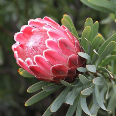 Protea repens x aristata ‘Venus’ - Ladybird Nursery