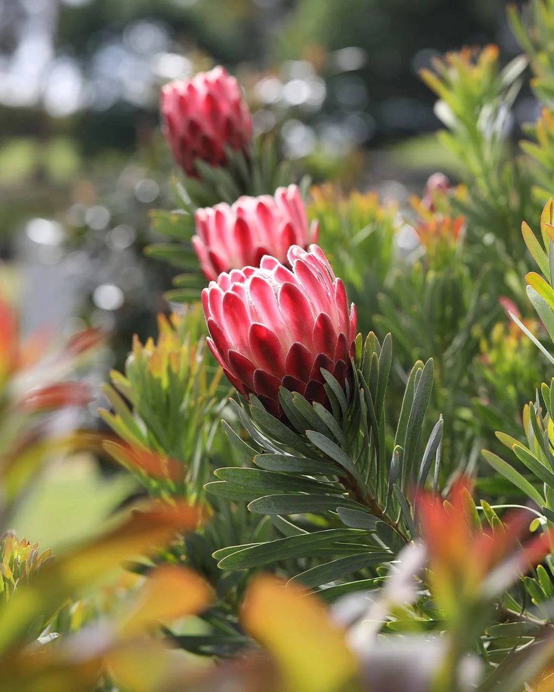 Protea repens x aristata ‘Venus’ - Ladybird Nursery