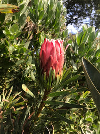 Protea repens x aristata ‘Venus’ - Ladybird Nursery