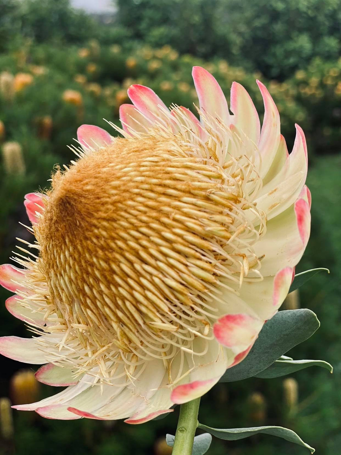 Protea sulphurea - Ladybird Nursery