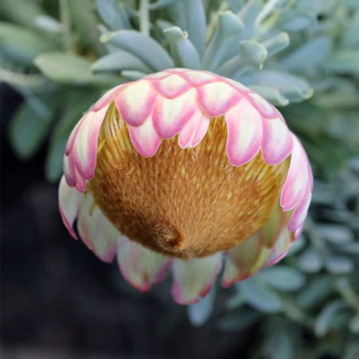 Protea sulphurea - Ladybird Nursery