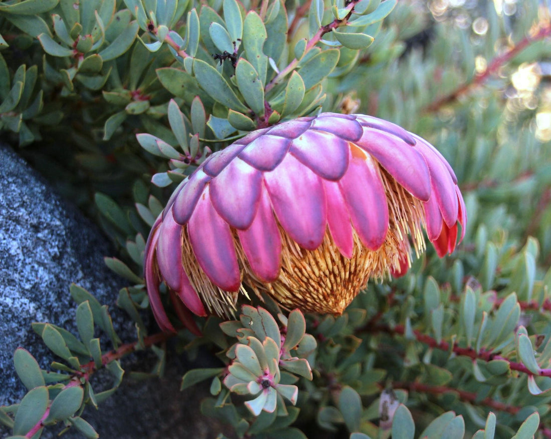 Protea sulphurea - Ladybird Nursery