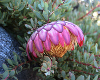 Protea sulphurea - Ladybird Nursery
