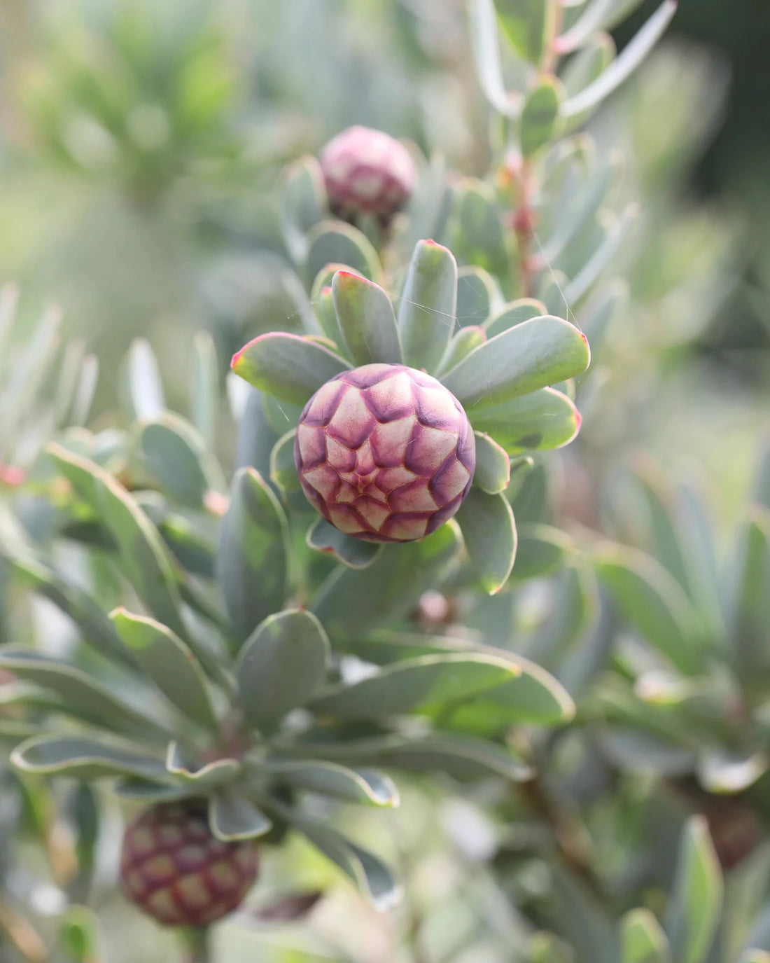 Protea sulphurea - Ladybird Nursery