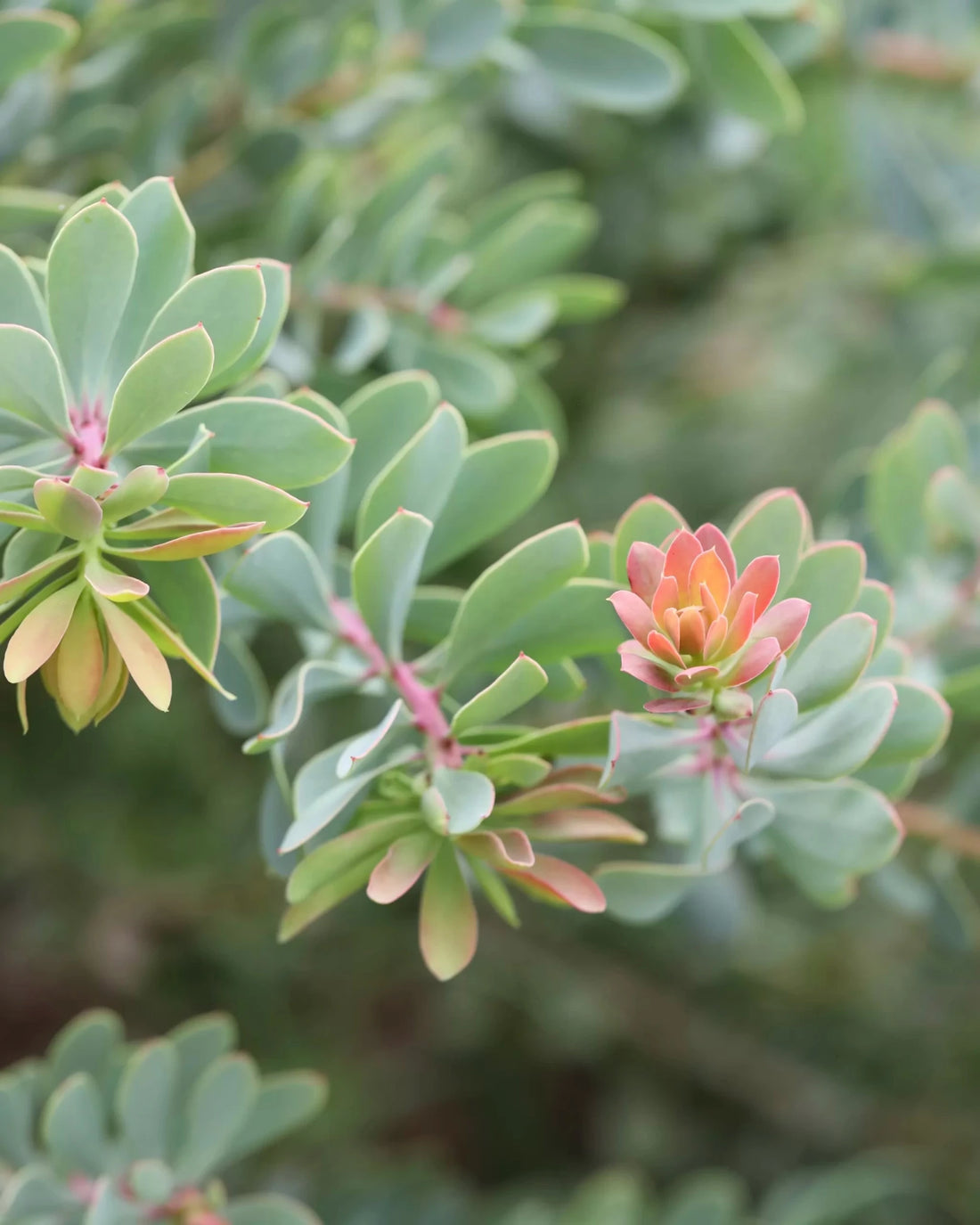 Protea sulphurea - Ladybird Nursery