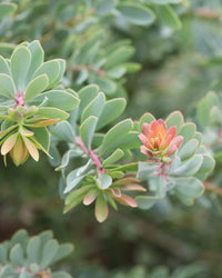 Protea sulphurea - Ladybird Nursery