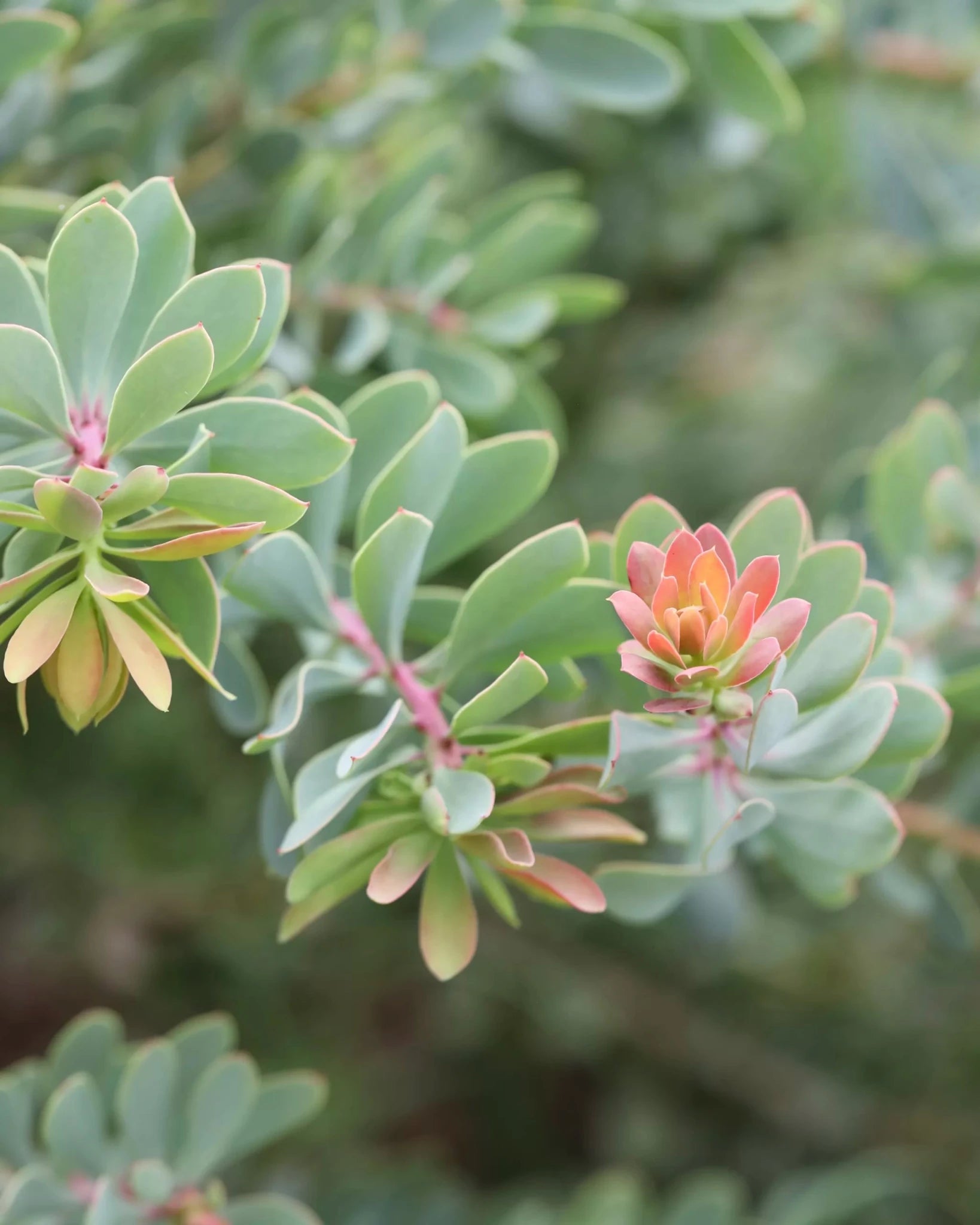 Protea sulphurea - Ladybird Nursery