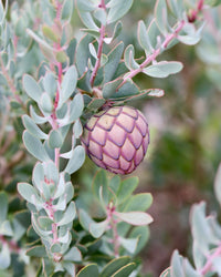 Protea sulphurea - Ladybird Nursery
